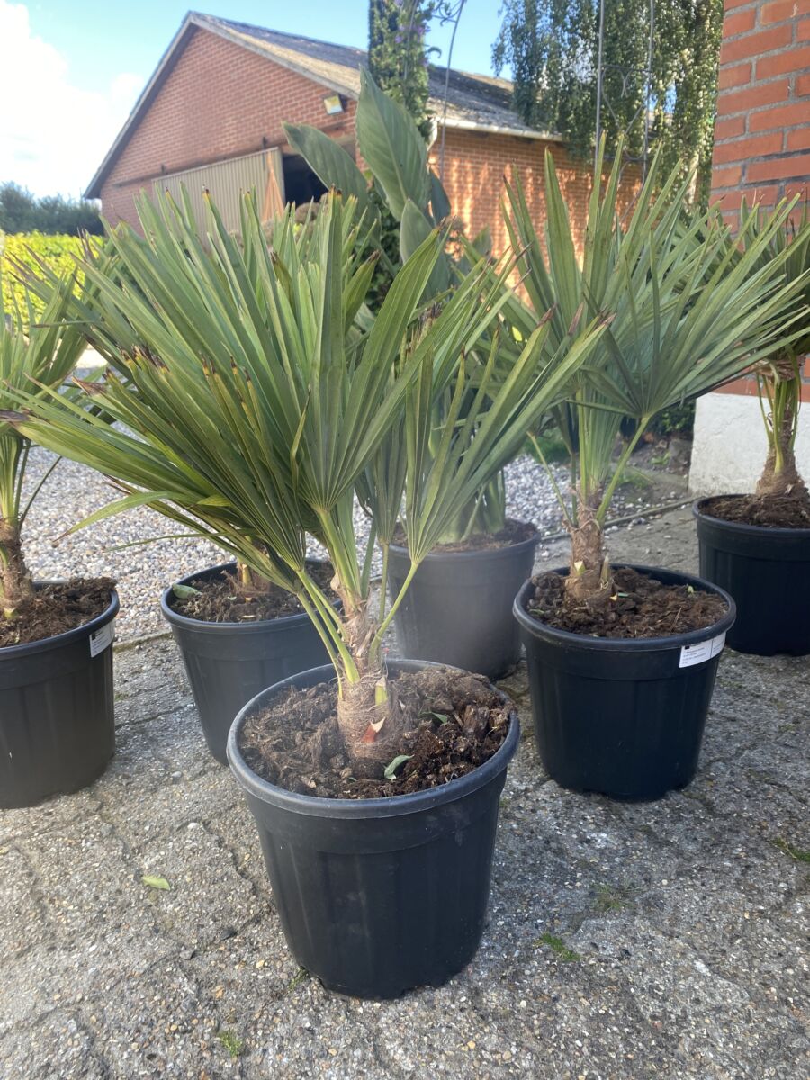 Hørpalme - Trachycarpus fortunei - plante