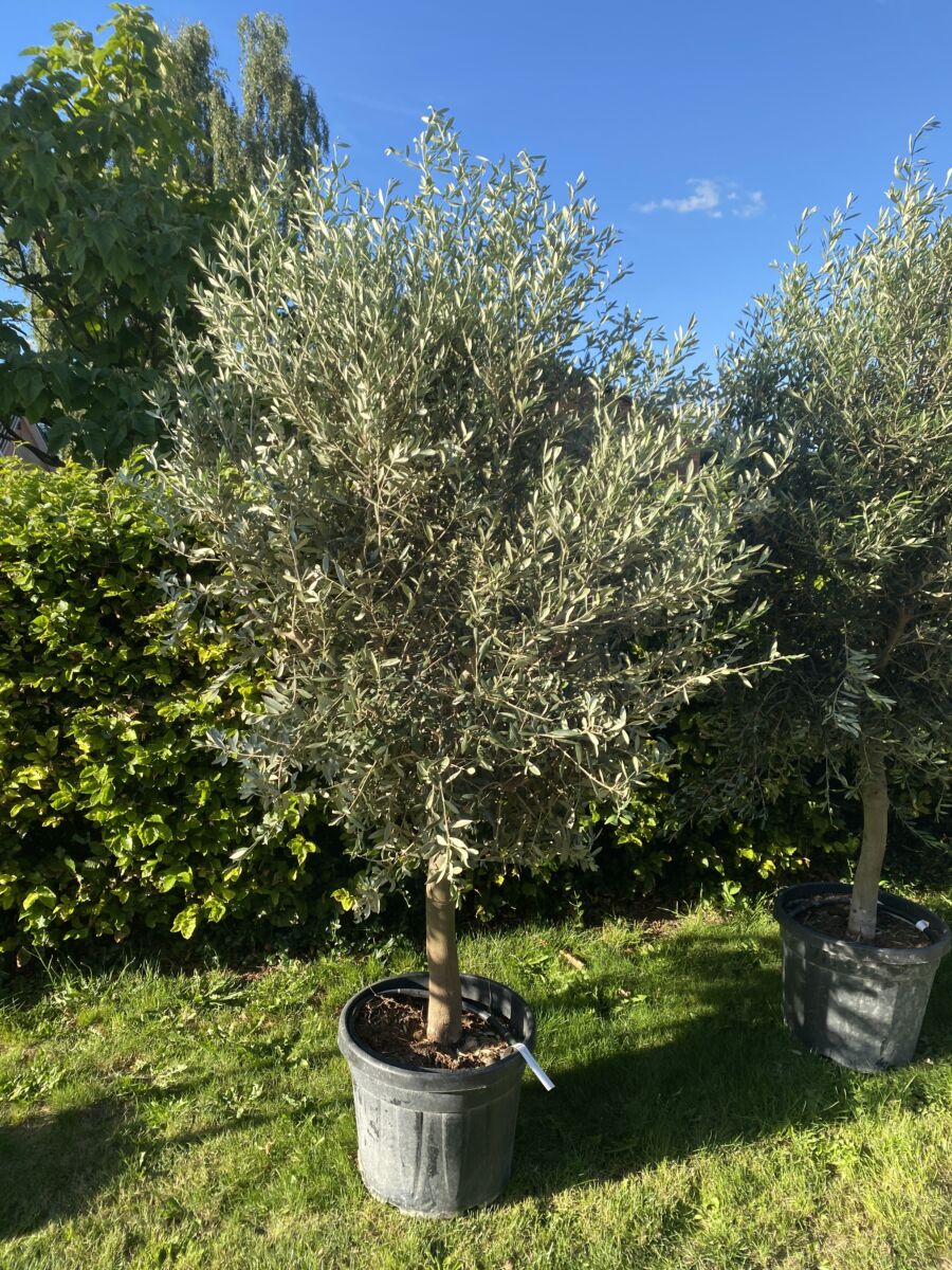Oliven - Olea europaea - Plante