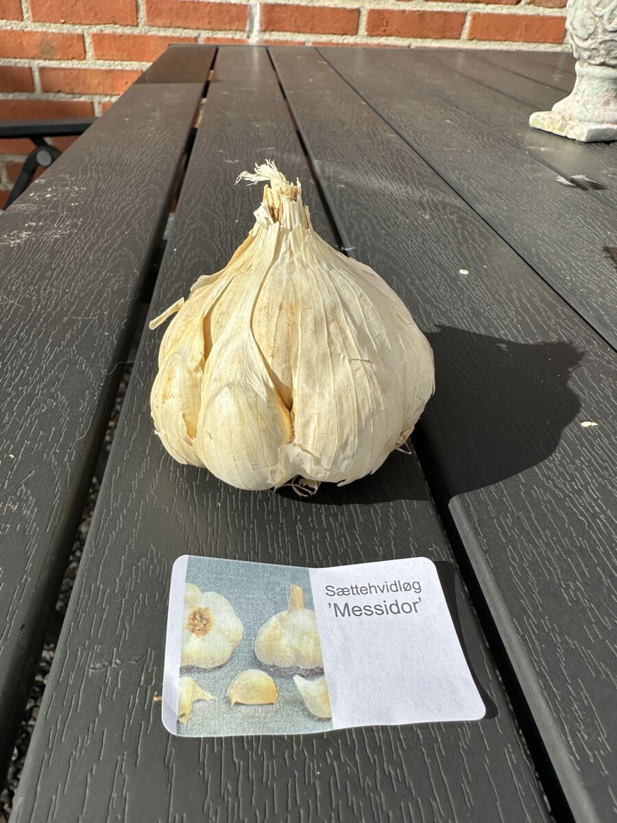 Sættehvidløg - Messidor 60+ BIG PACK