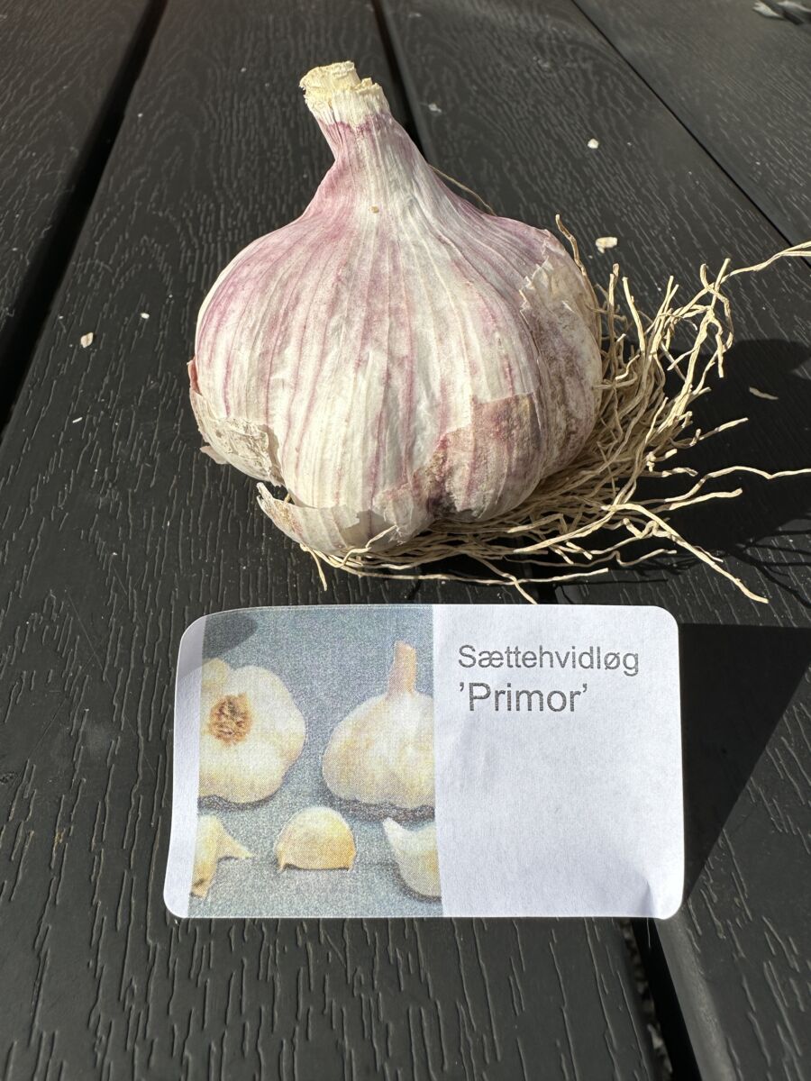 Sættehvidløg - Primor