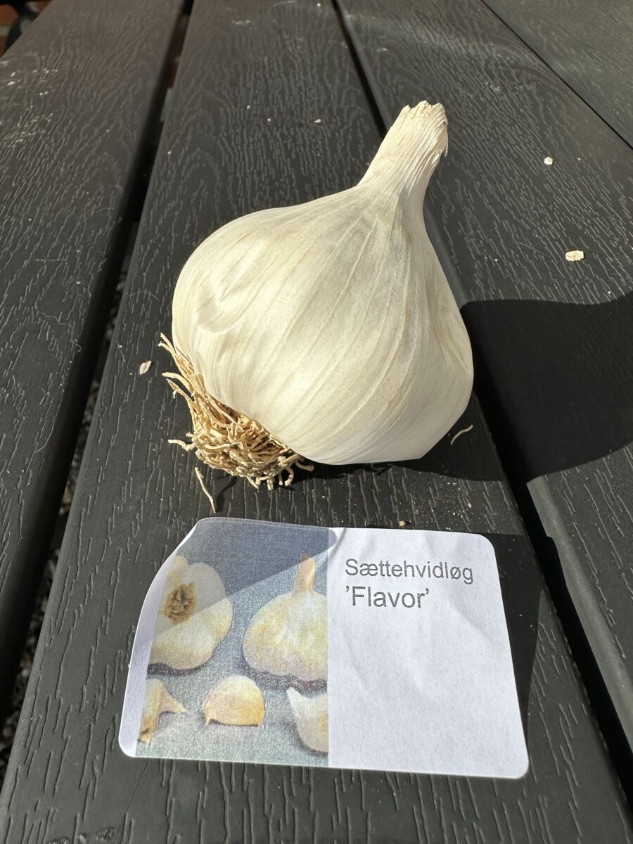 Sættehvidløg - Flavor - ØKO