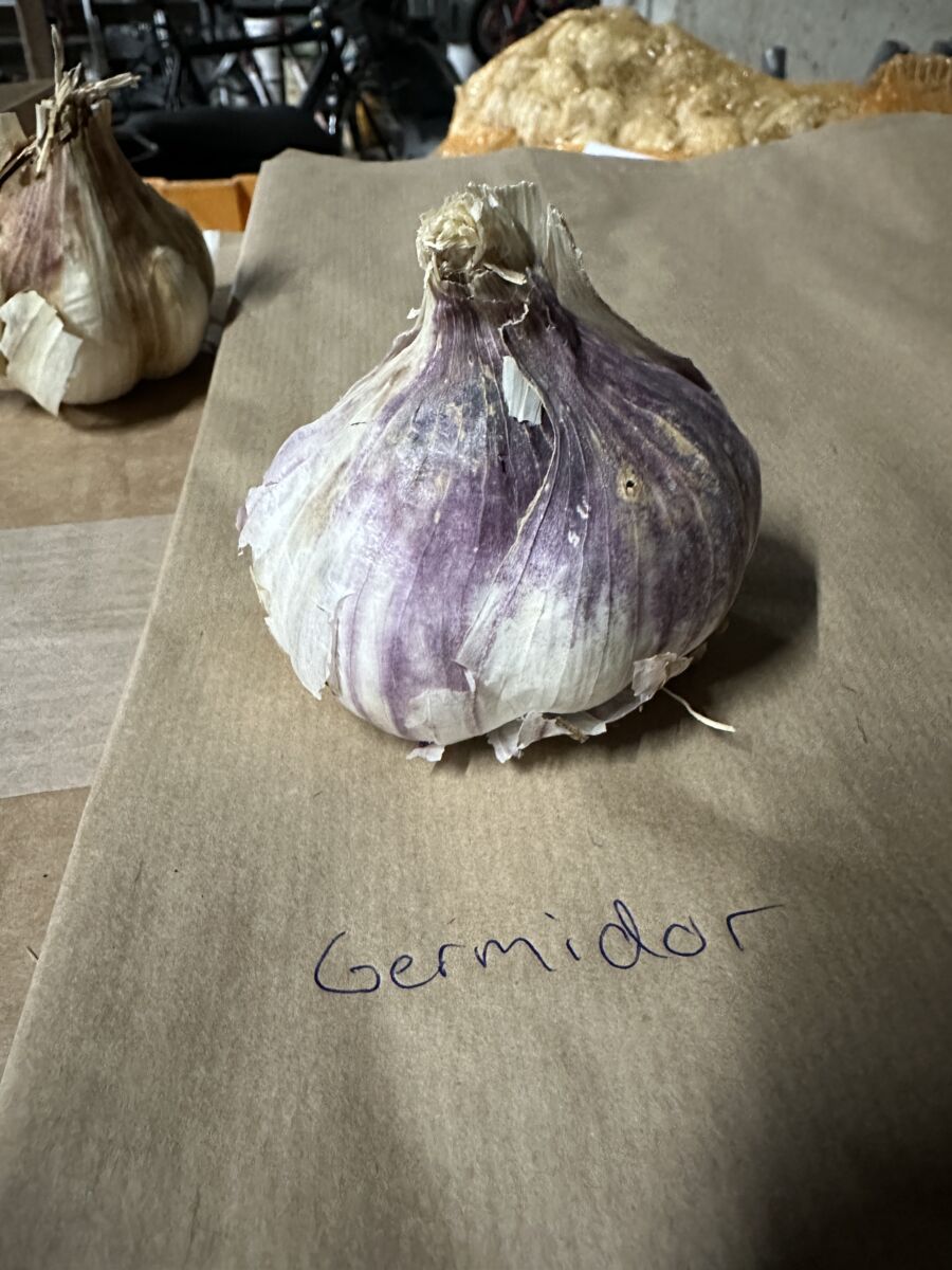 Sættehvidløg - Germidour