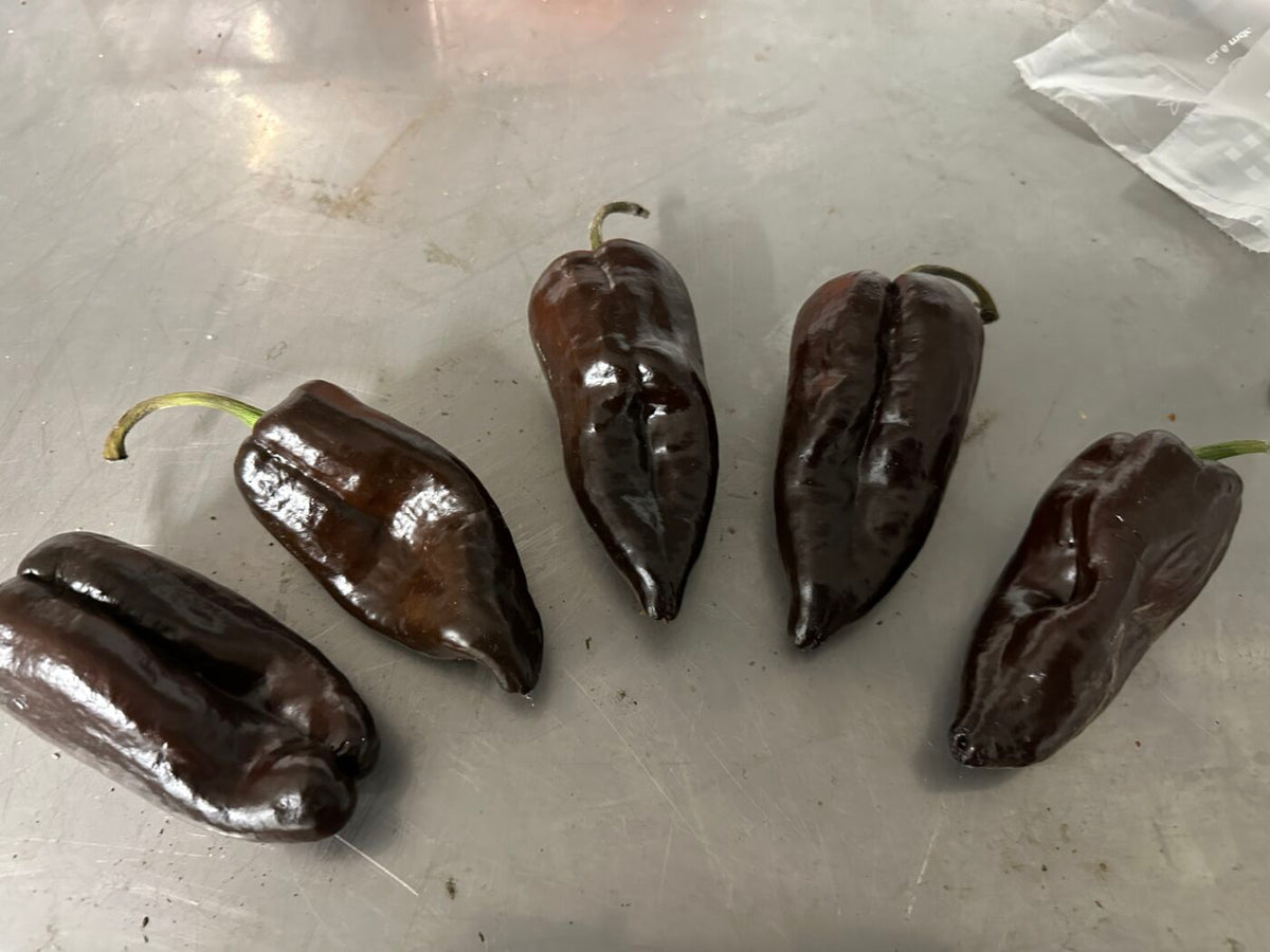 Poblano Chocolate  - C. annuum