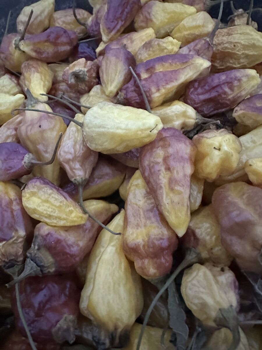 Rimmerhus Purple Lemon - C. chinense (x C. baccatum)