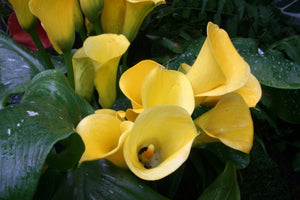 Gul Callalilje - Zantedeschia Aethiopica