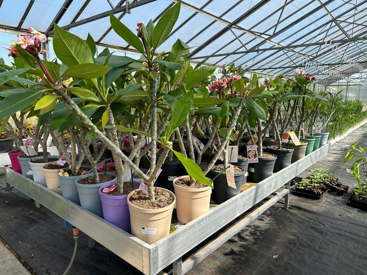 Plumeria - Thumbalina - PLANTE!