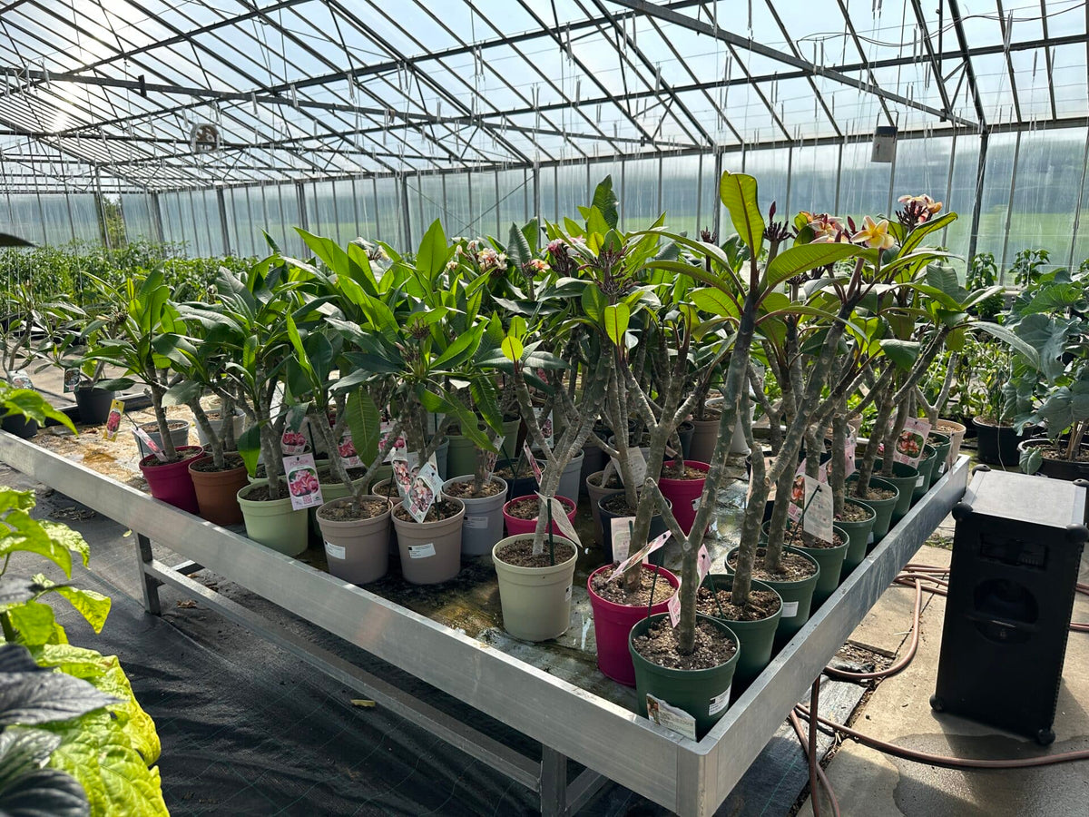 Plumeria - J105 - PLANTE