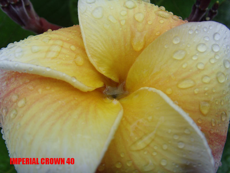 Plumeria -  Imperial Crown