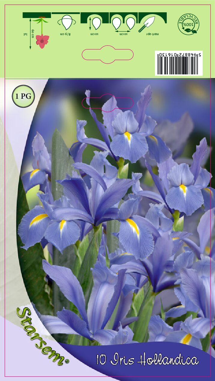 Dværg Iris - Blue Dwarf - rhizomer