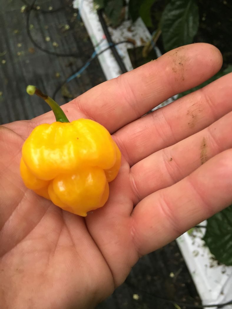 MOA Scotch Bonnet Yellow - Plante