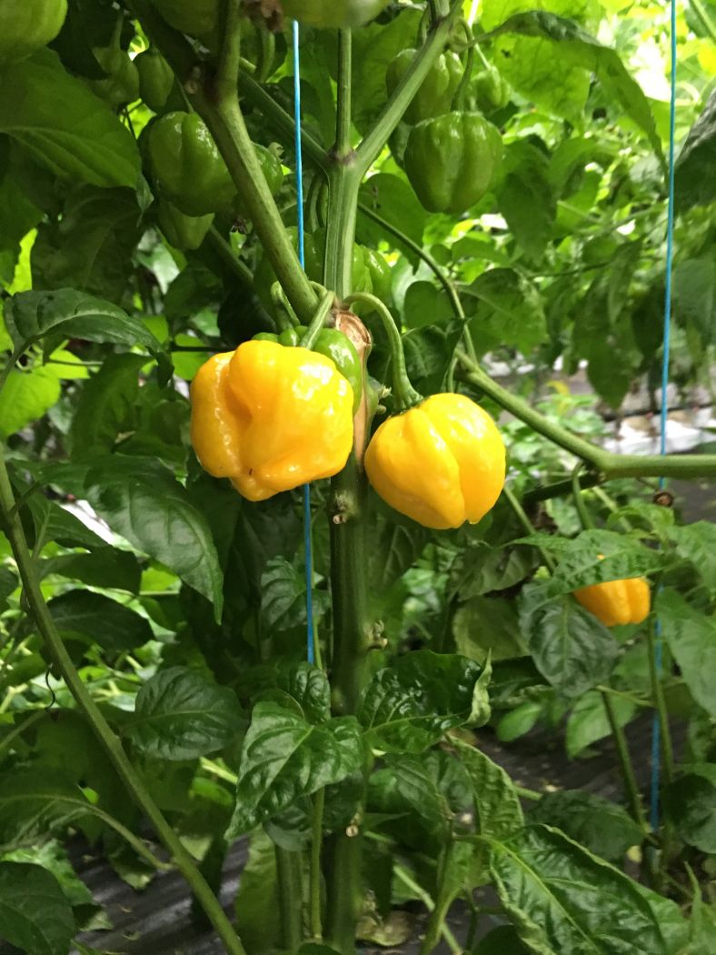 JMOA Scotch Bonnet Yellow - 100 gram