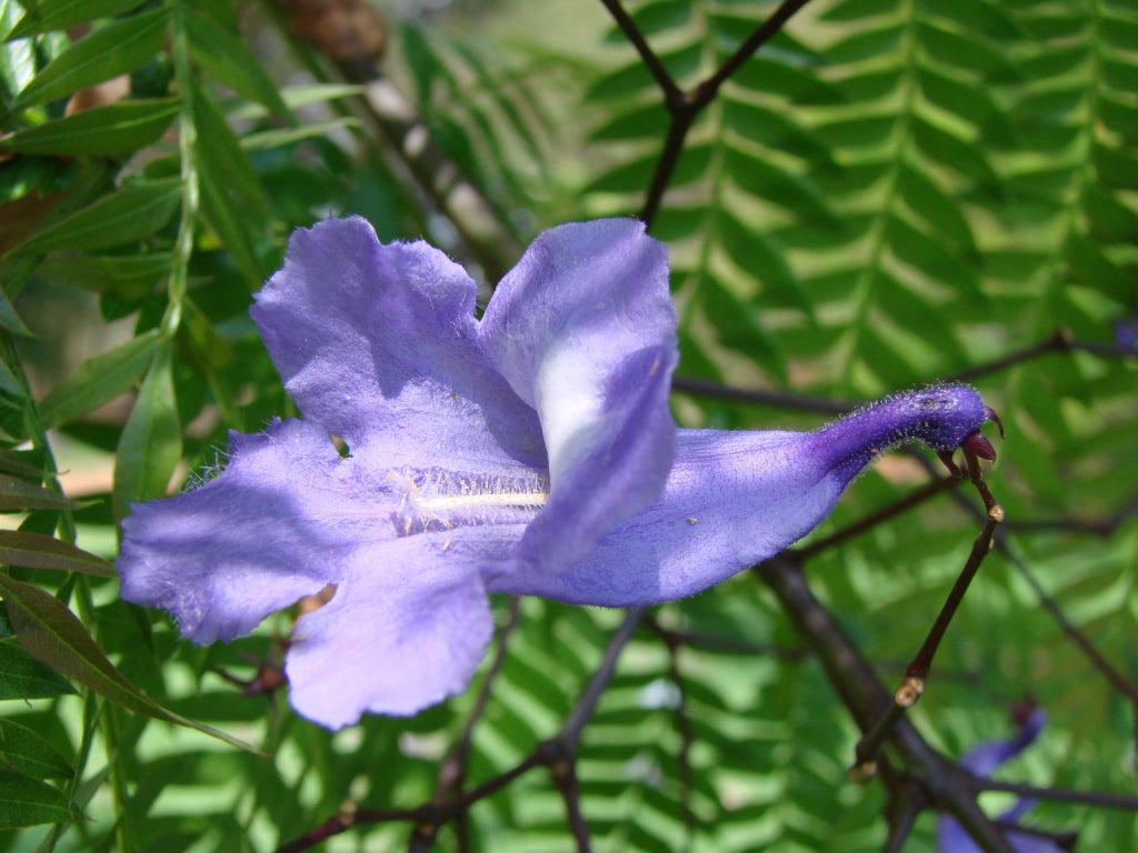 Jacaranda - Jacaranda copaia