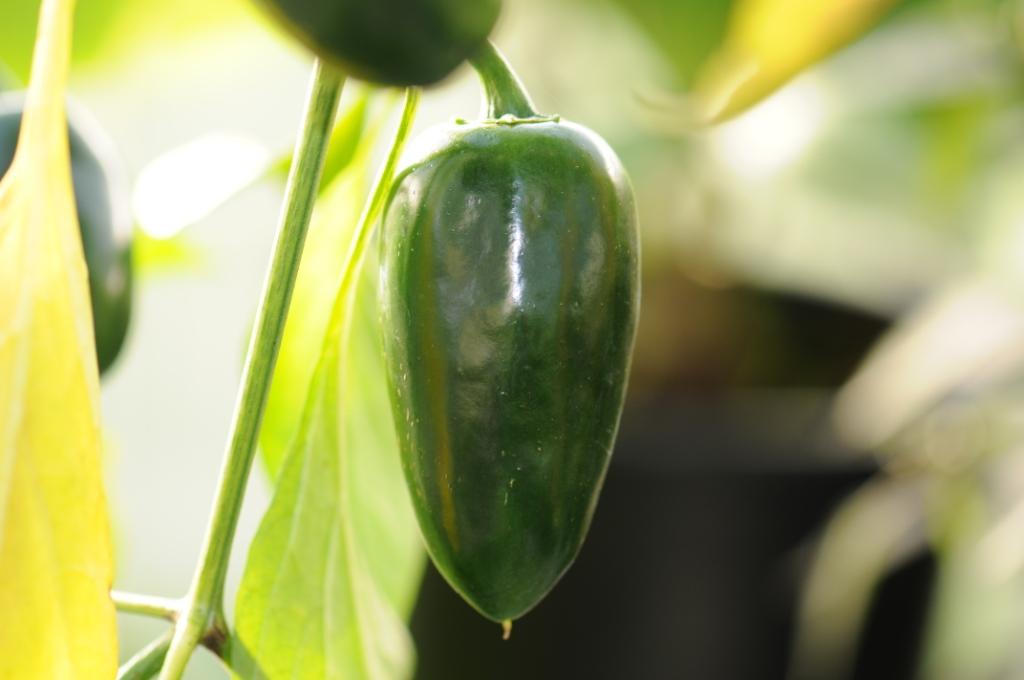 Jalapeño Conchos - C. annuum