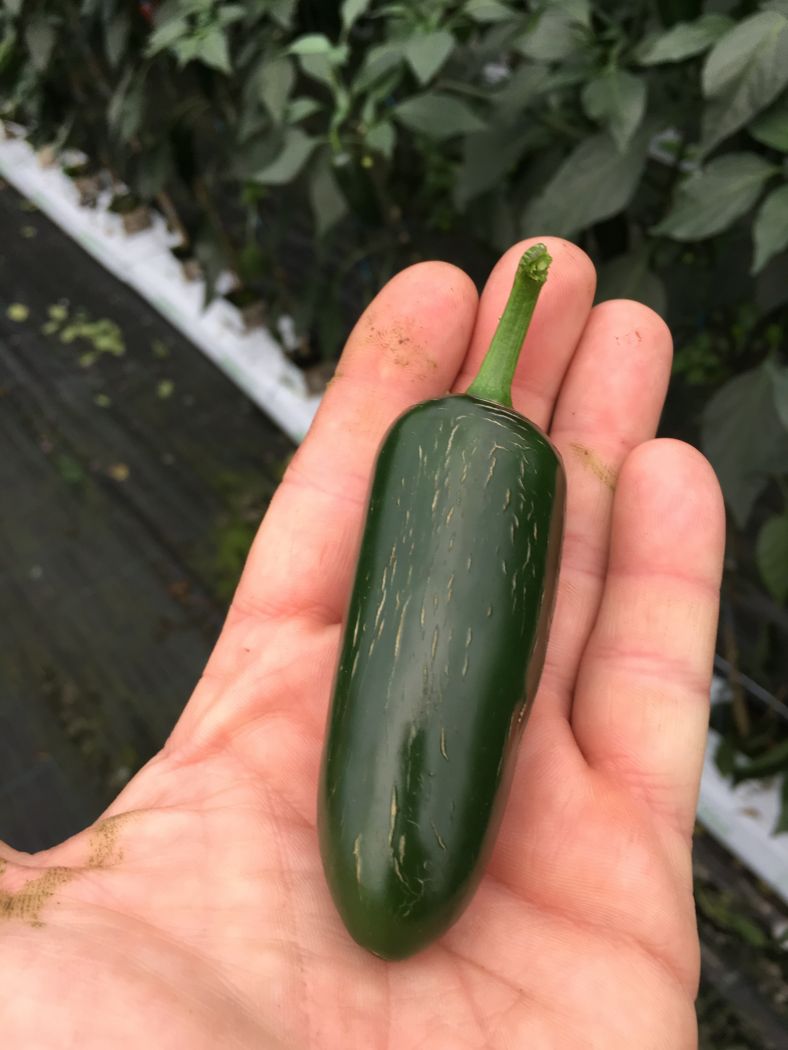 Jalapeno Heatless - Chili - 250 gram