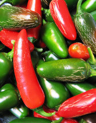 Jalapeno M - Capsicum annuum