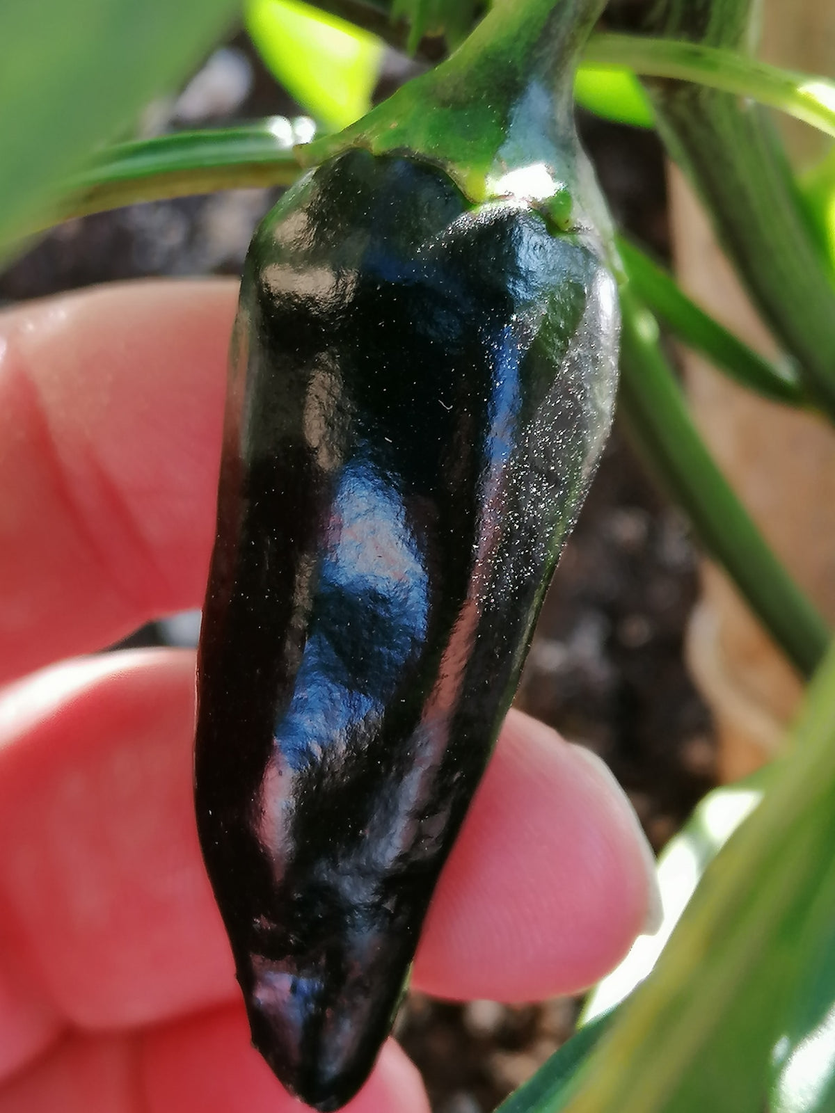 Jalapeño Groucho - C.Annuum