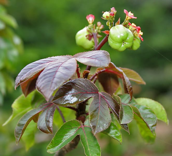 Sort krabbebusk - Jatropha gossypiifolia.