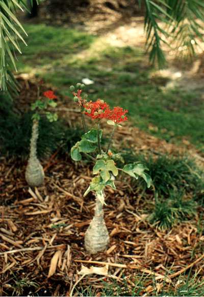 Purgér nød - Jatropha podagrica