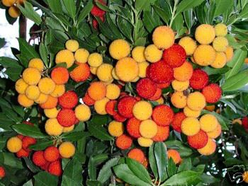 Jordbærtræ - Arbutus unedo - Plante!