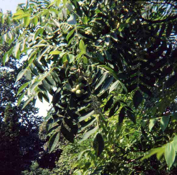 Japansk valnød - Juglans ailantifolia