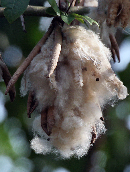 Kapok Træ - Ceiba pentandra