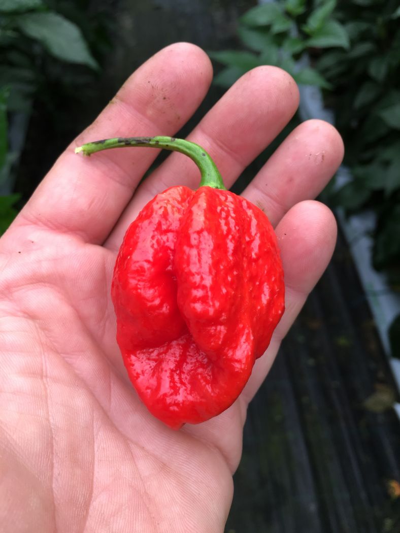 7 Pot Katie - 100 gram