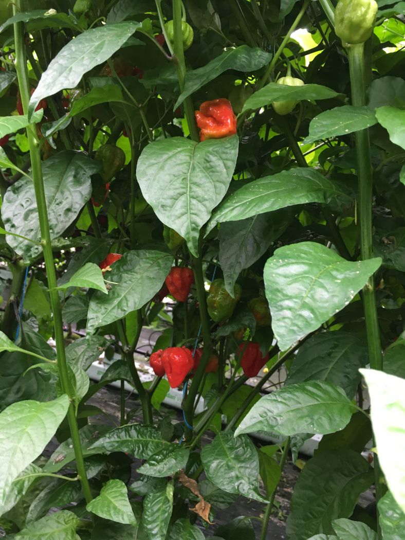7 Pot Katie - C. chinense