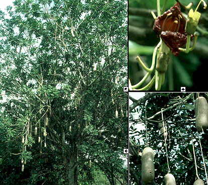 Pølsetræ - Kigelia Pinnata