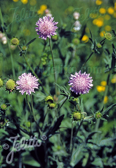 Blåhat - Knautia Arvensis,m