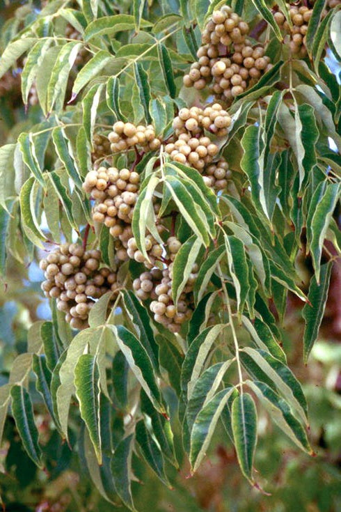Amur Cork Tree, Phellodendron amurense