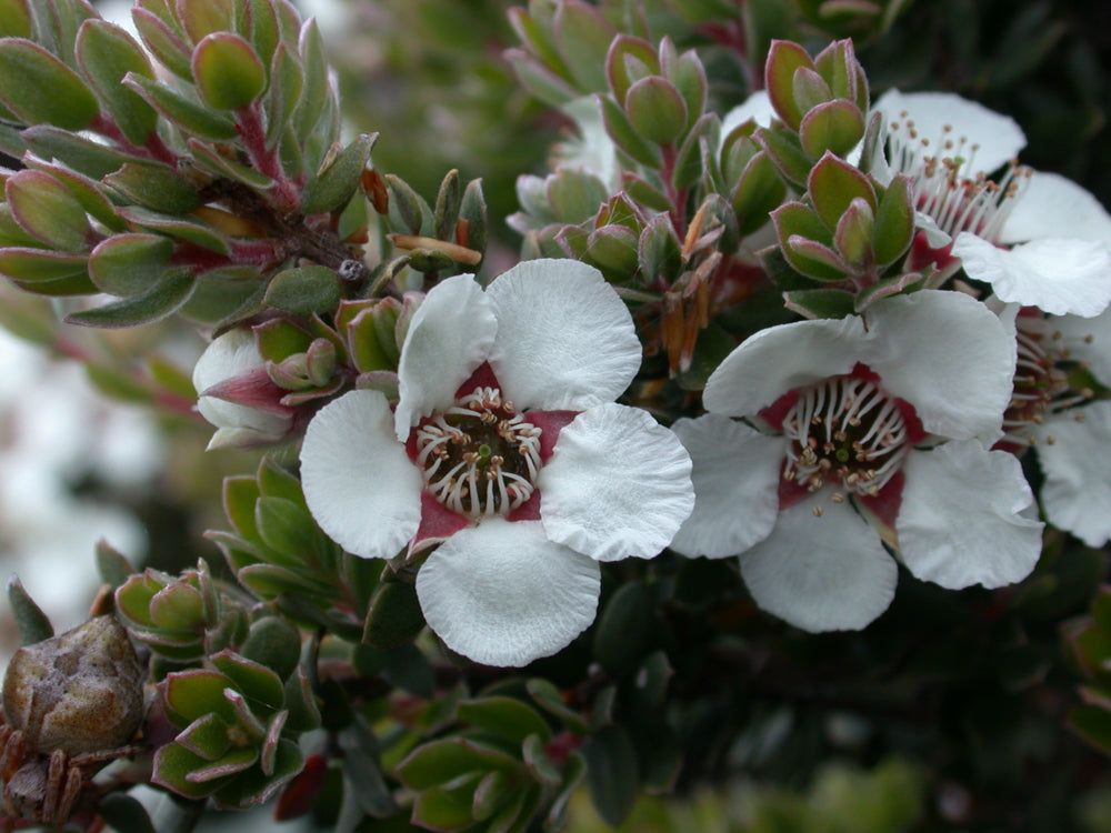 Uldent Te-Træ - Leptospermum lanigerum