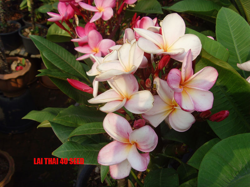 Plumeria -  Lai Thai