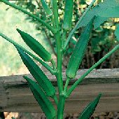Okra - Lee Dwarf - Abelmoschus esculentus