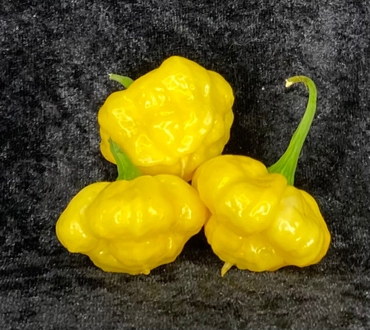 Lemon Starburst - C. chinense