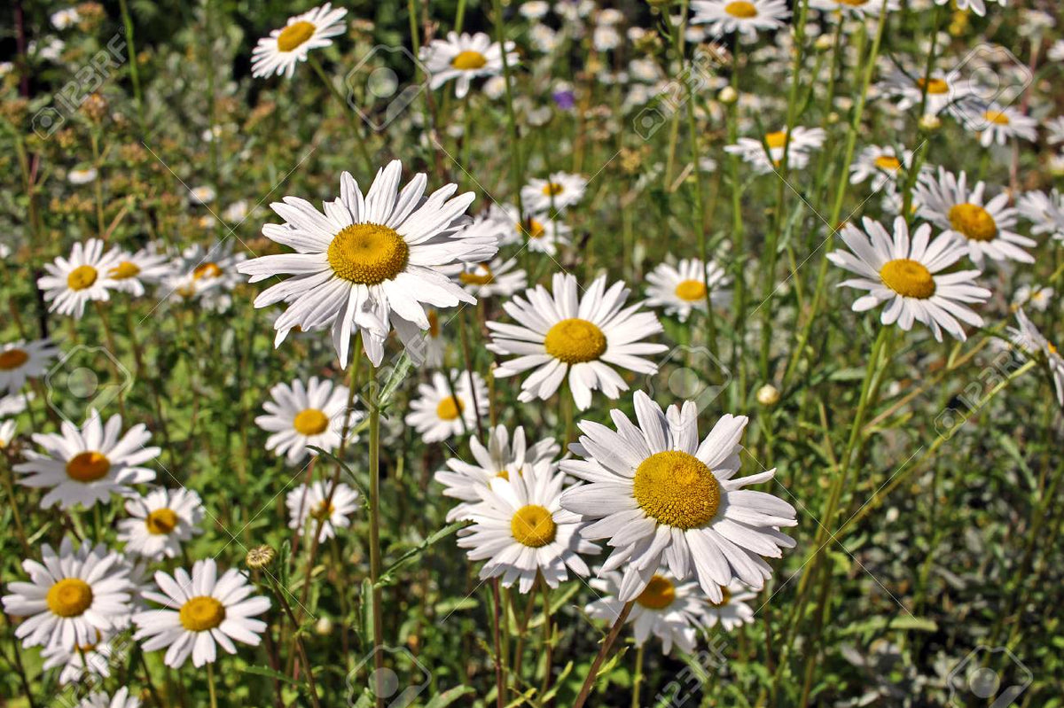 Marguerit - Hvid okseøje -Leucanthemum vulgare