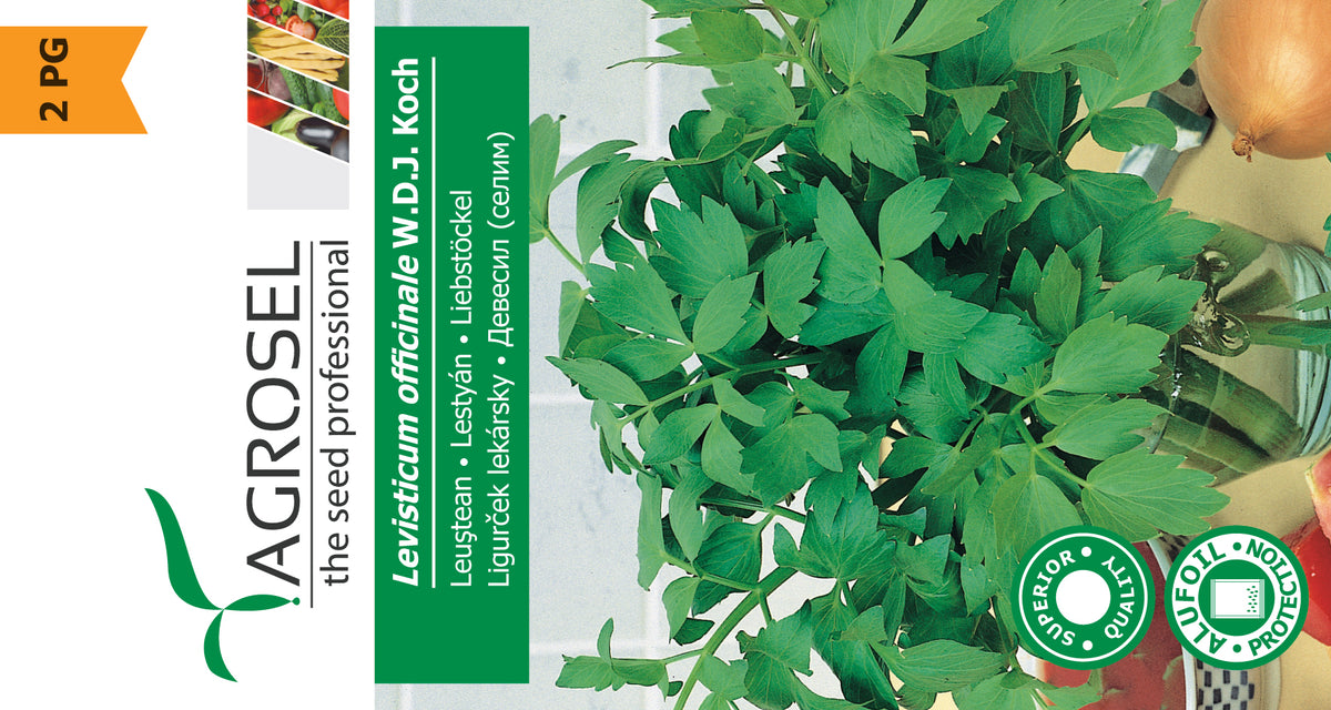 Løvstikke - Levisticum Officinale WDJ Kock - mellem