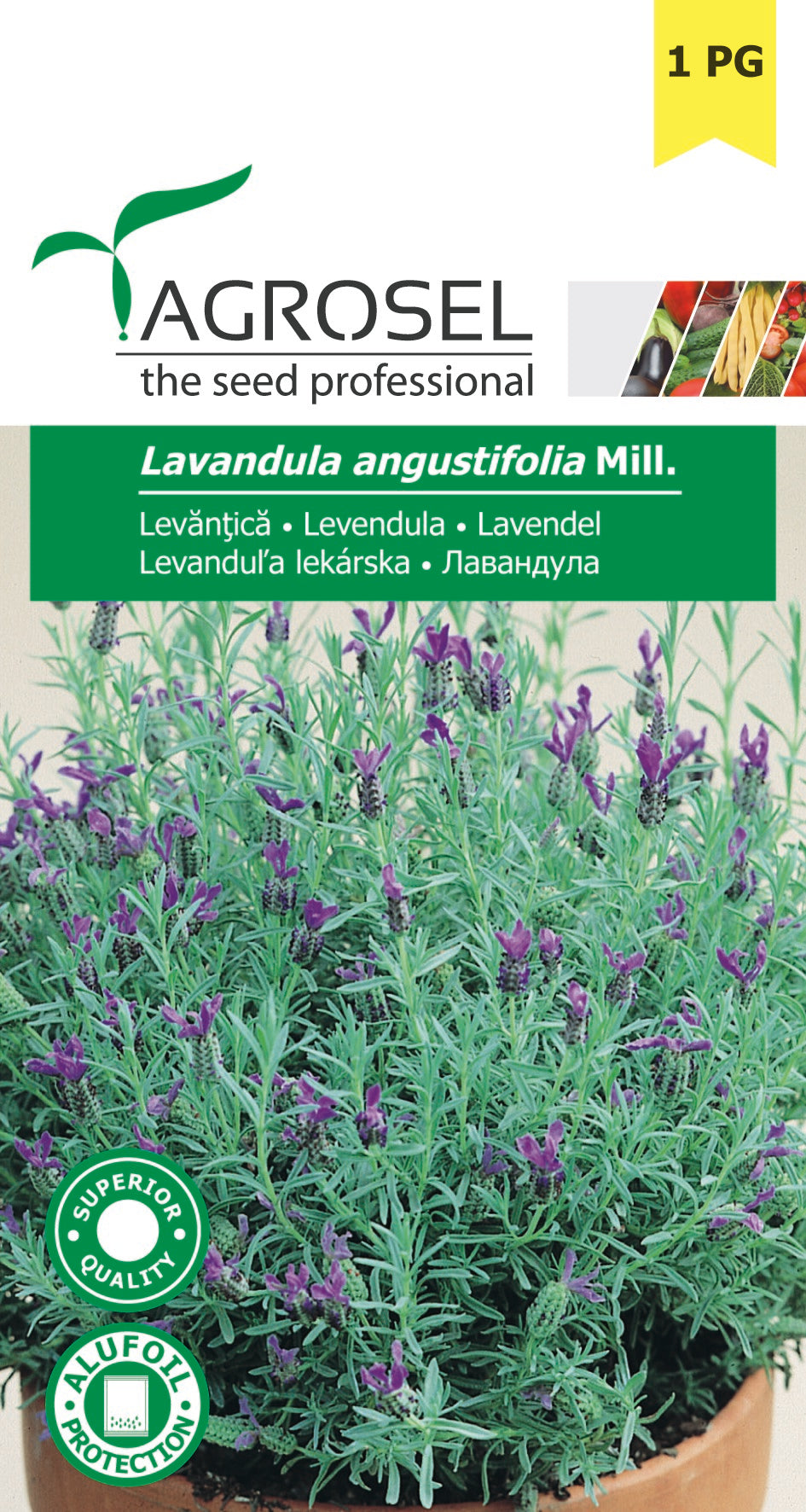 Lavendel - Lavendula Angustifolia
