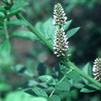 Kinesisk lakrids - Glycyrrhiza uralensis