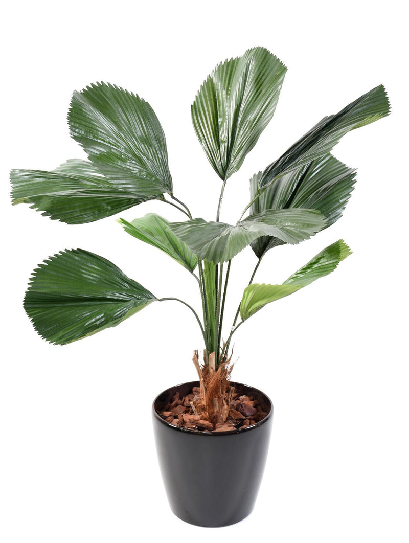 Vanuatu viftepalme - Licuala grandis