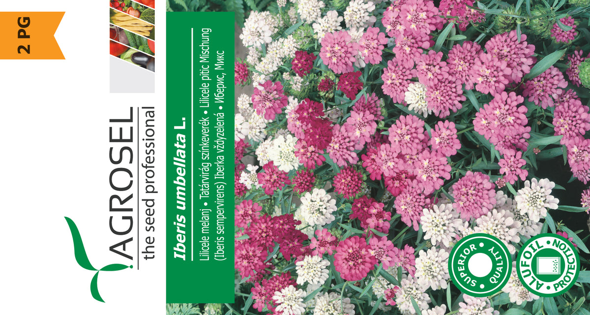 Iberis Umbellata Mix
