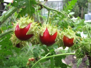 Tornet Natskygge -Solanum sisymbrifolium