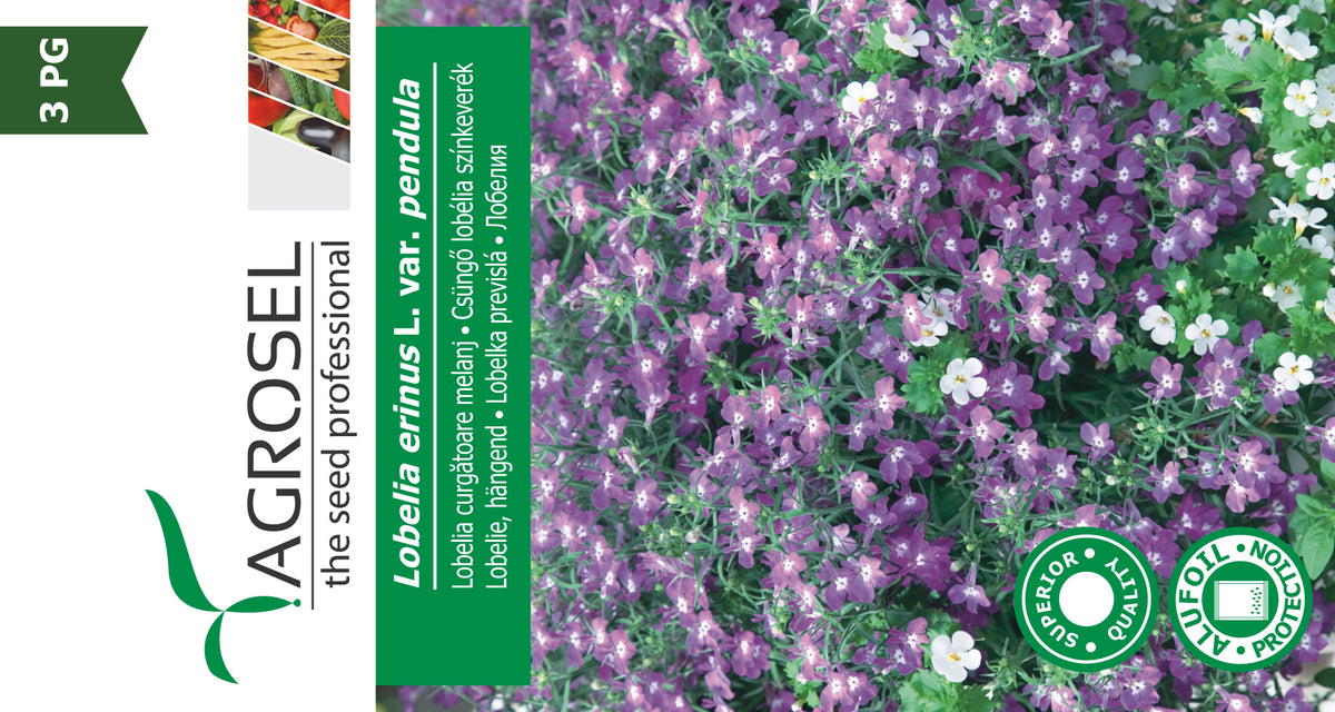 Kantlobelie - Lobelia Erinus