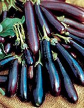 Long Purple - Aubergine