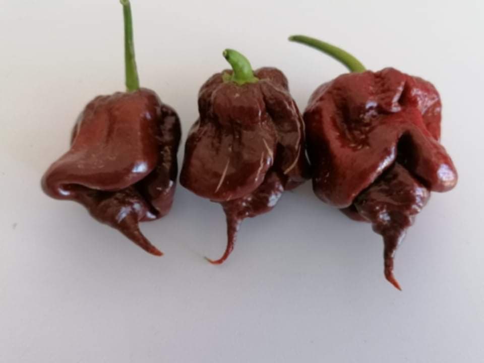 Lord Voldemort X Moruga Brown - C.Chinense