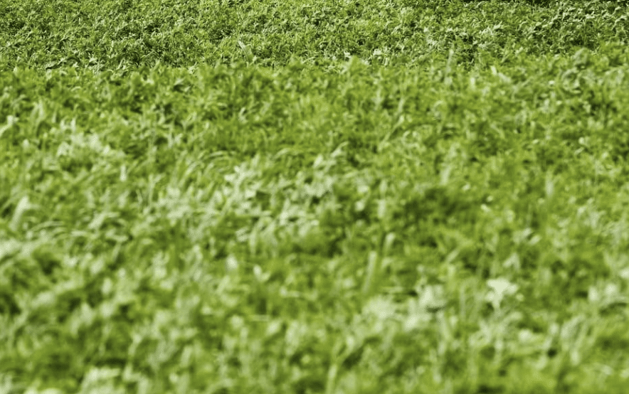 Lucerne Mezzo