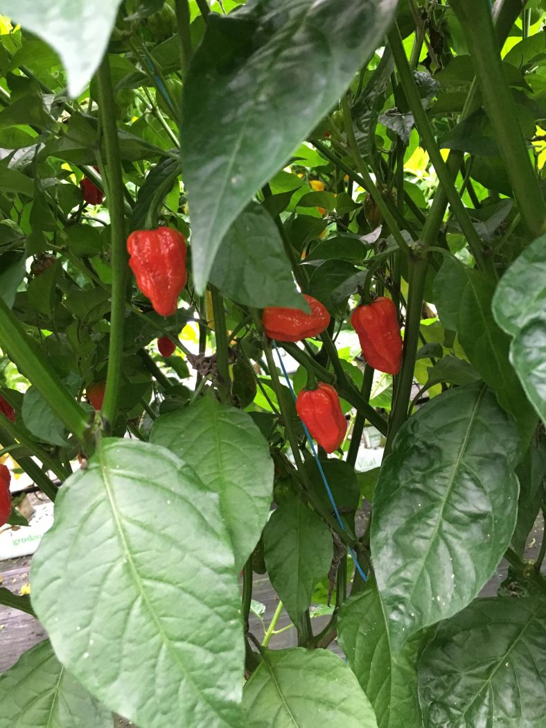 7 Pot Lucy - 100 gram