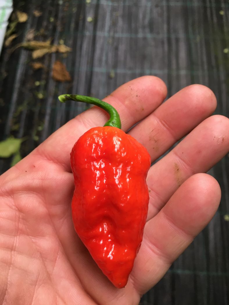 7 Pot Lucy - 100 gram