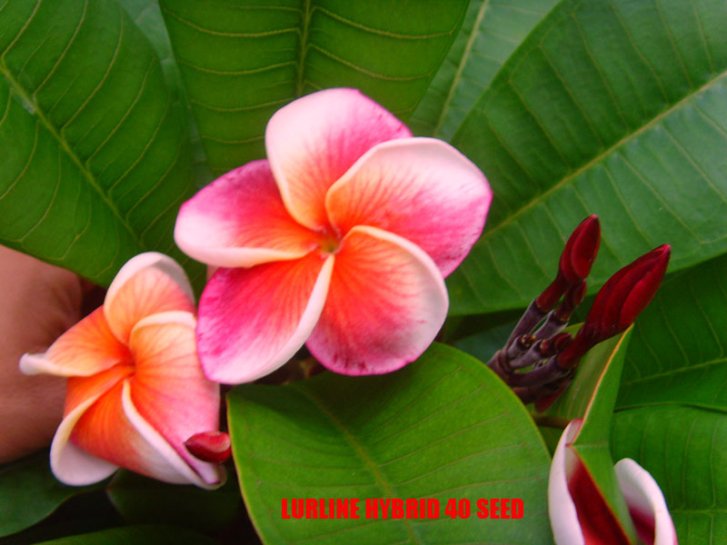 Plumeria -  Lurline Hybrid