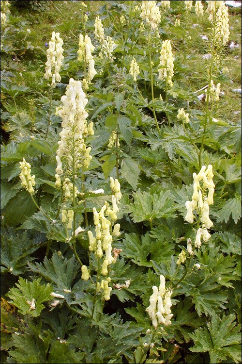 Nordisk stormhat -Aconitum lycoctonum