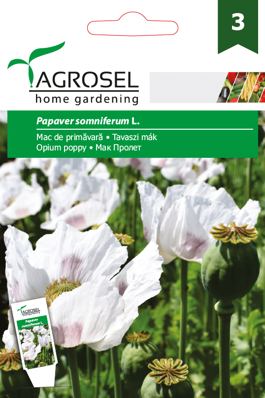Opiums Valmue - Papaver somniferum L - PG3